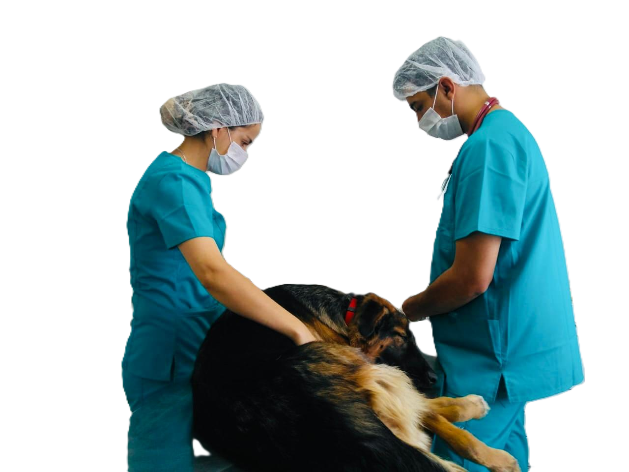 Tecnología en operatoria veterinaria